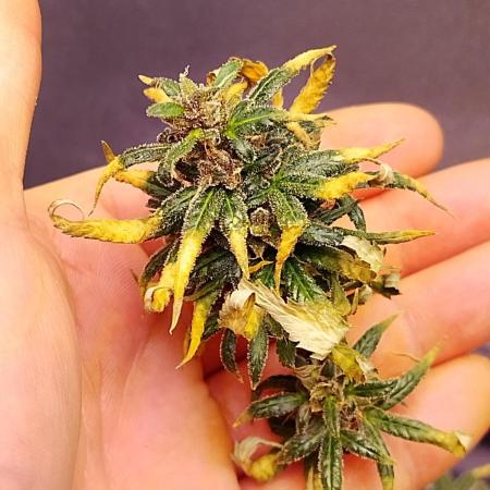 Red hot Cookies