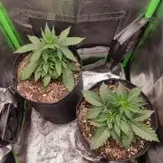 Blueberry Auto