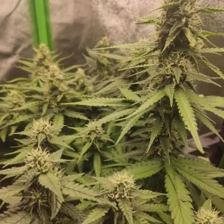 Blueberry Auto