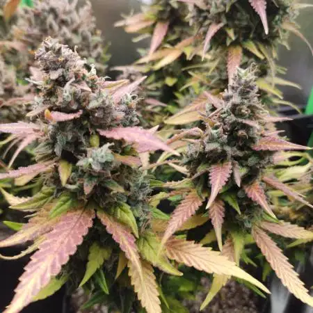 Blueberry Auto