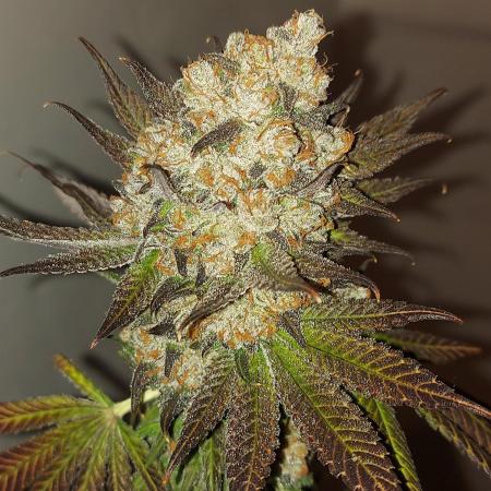 Multicrop 12 Strains 630W CMH