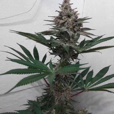 Multicrop 12 Strains 630W CMH