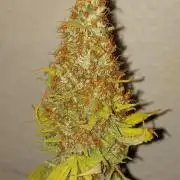 Mixed Hybrids