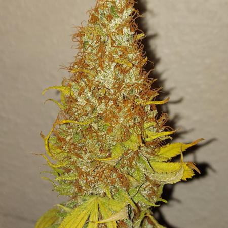 Mixed Hybrids