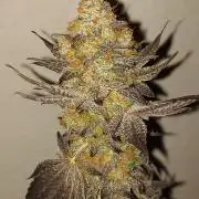 Gas & Funk