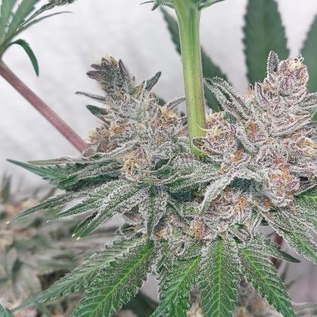 Multicrop 12 Strains 630W CMH