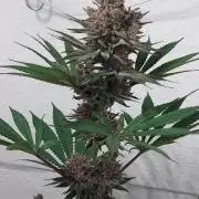 Multicrop 12 Strains 630W CMH