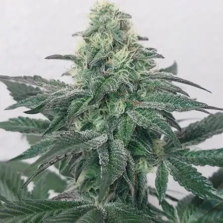 Gas & Funk