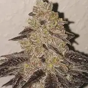 Multicrop 12 Strains 630W CMH