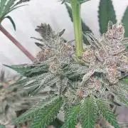 Multicrop 12 Strains 630W CMH