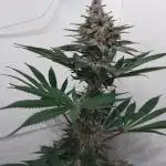 Multicrop 12 Strains 630W CMH