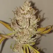 Mixed Hybrids