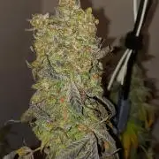 Mixed Hybrids