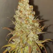 Mixed Hybrids