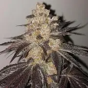 Multicrop 12 Strains 630W CMH