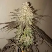 Gas & Funk