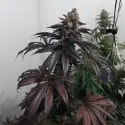 Multicrop 12 Strains 630W CMH