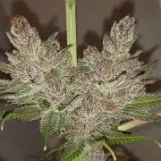 Multicrop 12 Strains 630W CMH