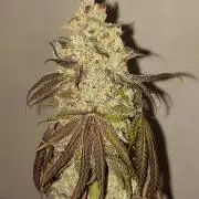 Gas & Funk