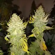 Gas & Funk