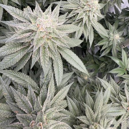 Gary Payton Hw Seeds