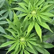 Mimosa x Orange Punch