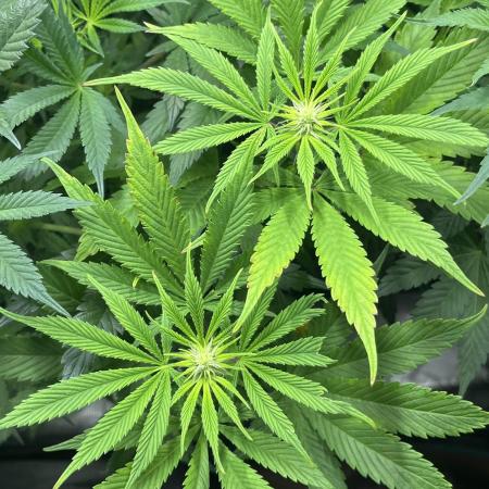 Mimosa x Orange Punch