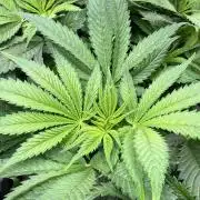 Mimosa x Orange Punch