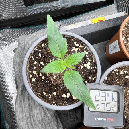 Mimosa x Orange Punch