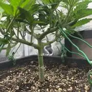 Mimosa x Orange Punch