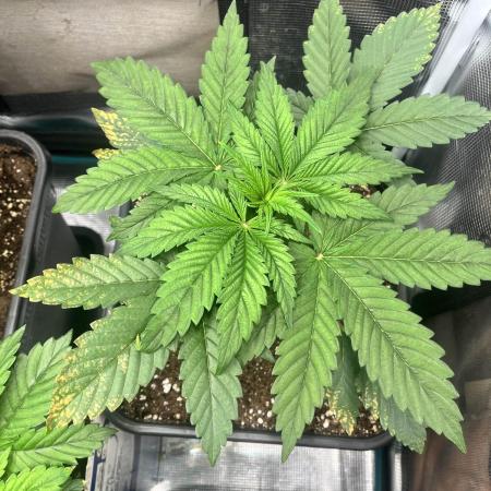 Mimosa x Orange Punch