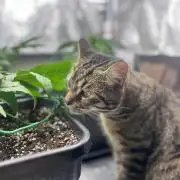 Mimosa x Orange Punch