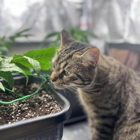 Mimosa x Orange Punch