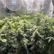 Mimosa x Orange Punch