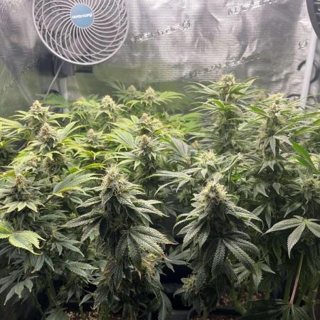 Mimosa x Orange Punch