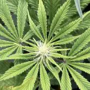 Mimosa x Orange Punch