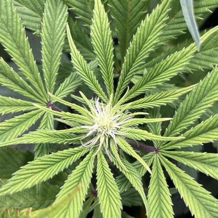 Mimosa x Orange Punch