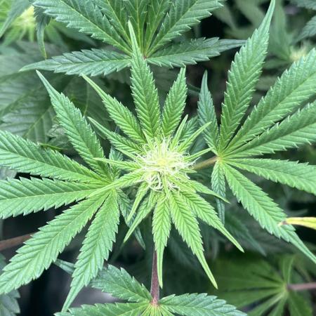 Mimosa x Orange Punch