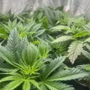 Mimosa x Orange Punch