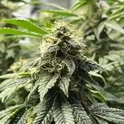 Mimosa x Orange Punch