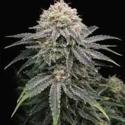 Mimosa x Orange Punch