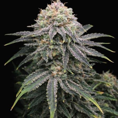 Mimosa x Orange Punch