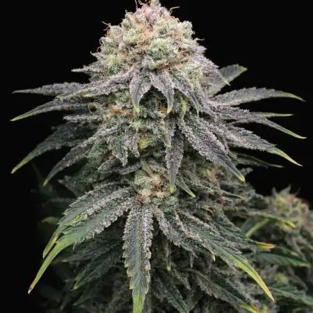 Mimosa x Orange Punch