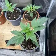 Mimosa x Orange Punch