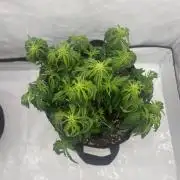 Anubis ( Z UP FastBuds)