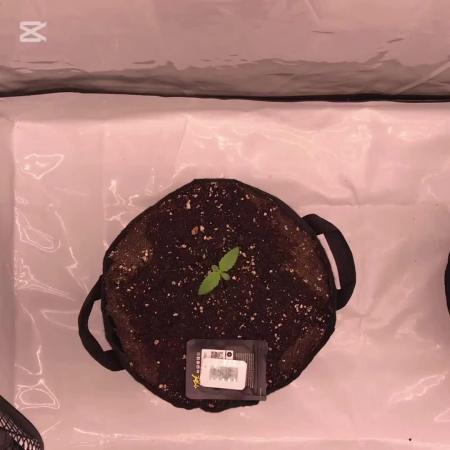 Anubis ( Z UP FastBuds)