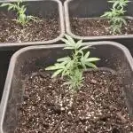 OG Kush Auto cuttings