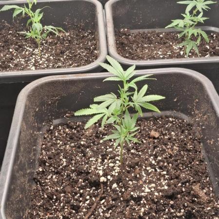 OG Kush Auto cuttings