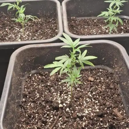 OG Kush Auto cuttings