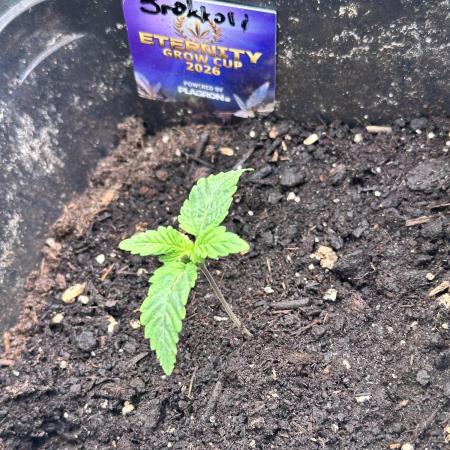 Eternity Cup 26 Zamnesia StickyBroccoli